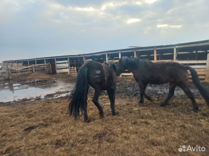 Коровы лошади