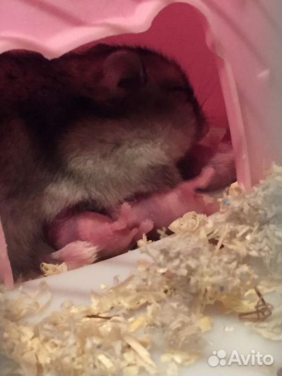 Джунгарские хомячки