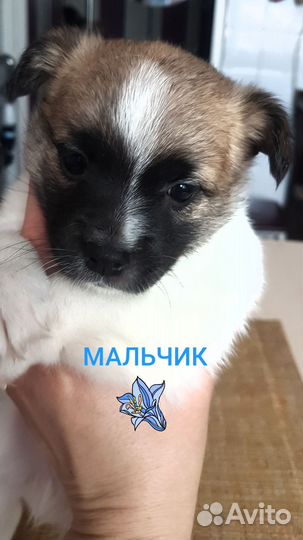 Щенки Джек- рассел терьер