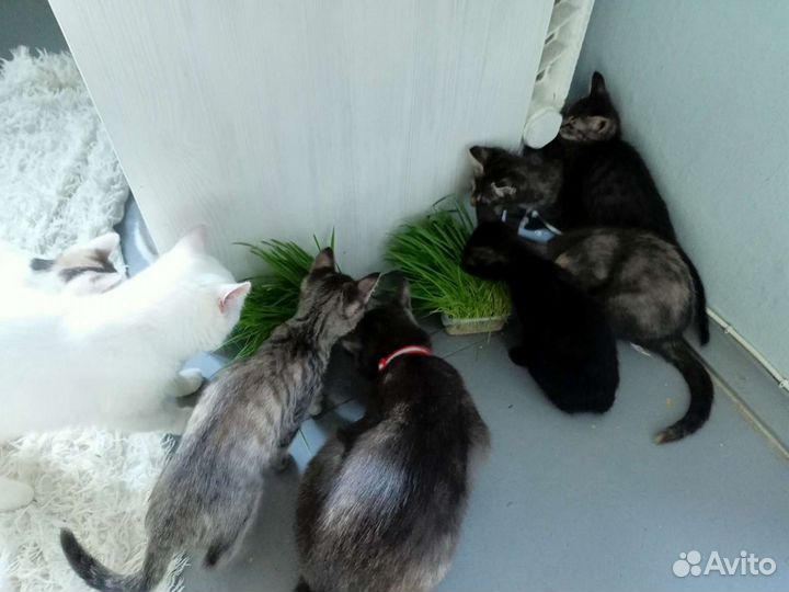 Кошки и котята в добрые руки