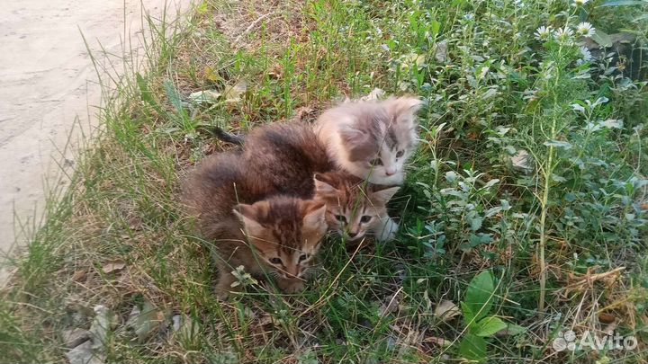 Котята в добрые руки бесплатно