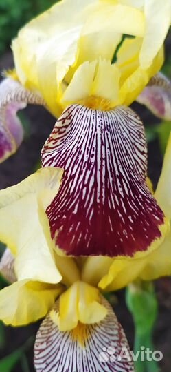 Ирисы бородатые