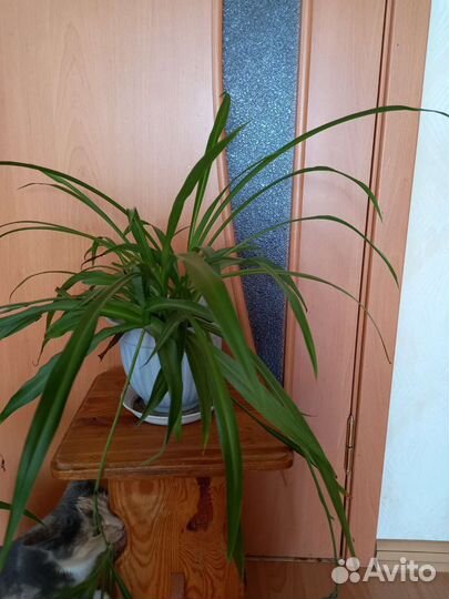 Хлорофитум