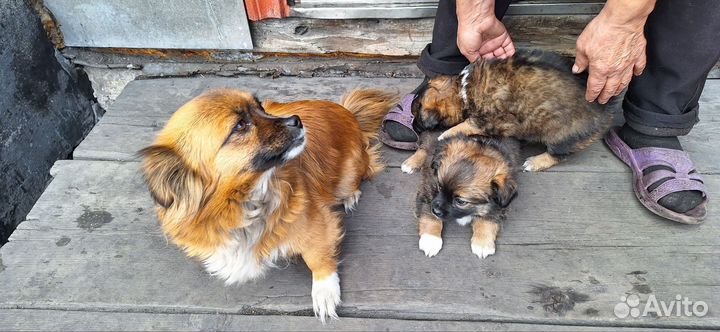 Собаки щенки маленькой породы