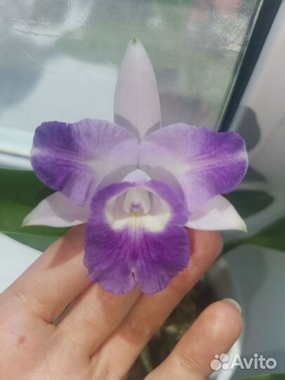 Орхидея Каттлея