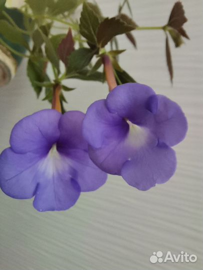 Ахименесы цветущие