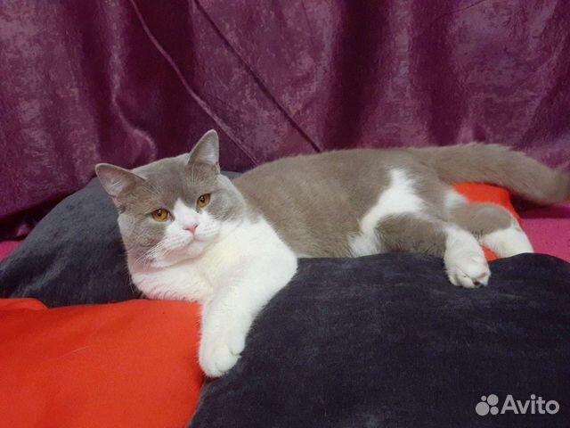 Вязка, Брутальный Британец