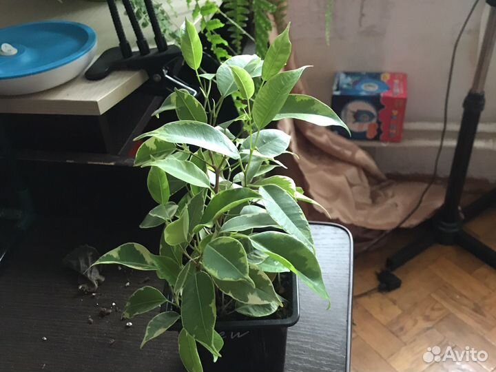Бенджамина фикус отростки укоренённые