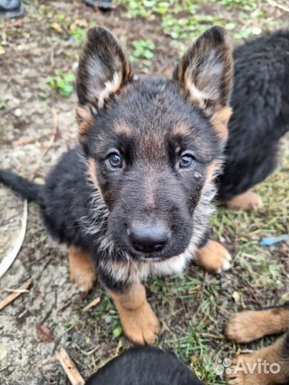 Щенки немецкой овчарки