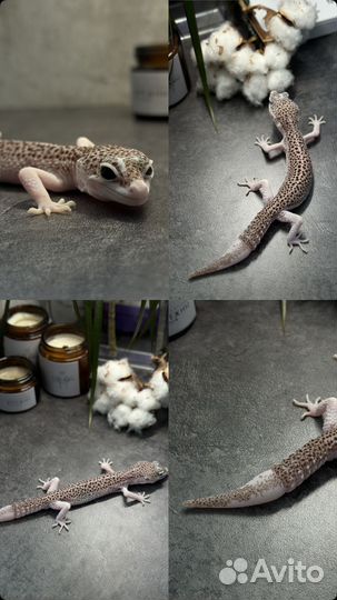 Эублефар малыши, подростки, взрослые