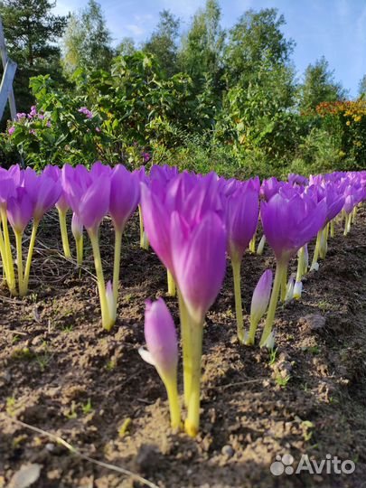 Луковицы безвременника