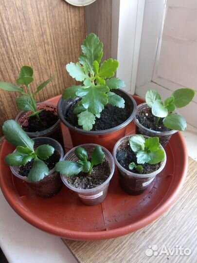 Каланхоэ и эхеверия