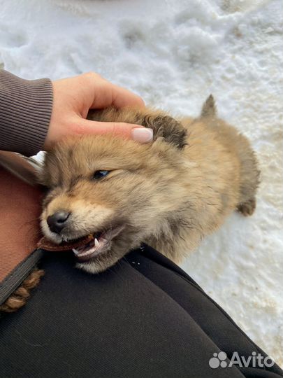 Маленький медвежонок