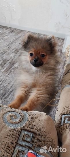 Щенок шпица мальчик