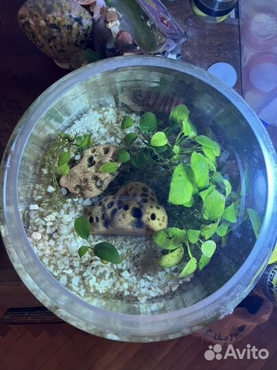 Аквариумы, грунт,растения, оборудование