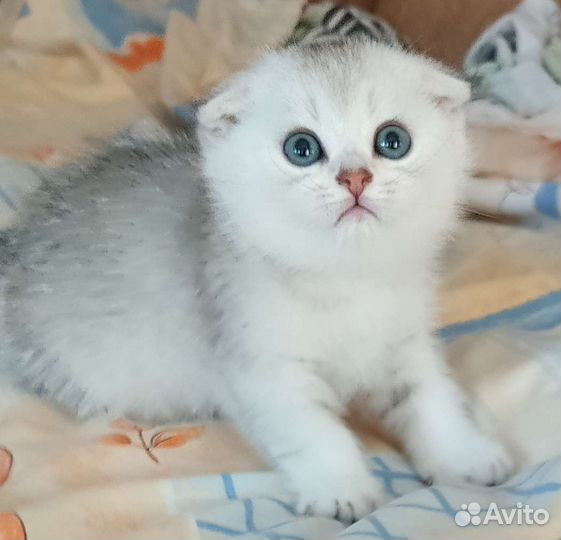 Шотландские котята
