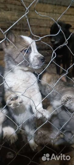 Щенки лайки