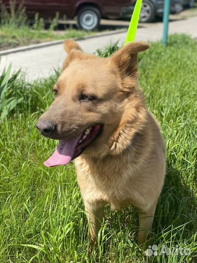 Золотой пес в добрые руки