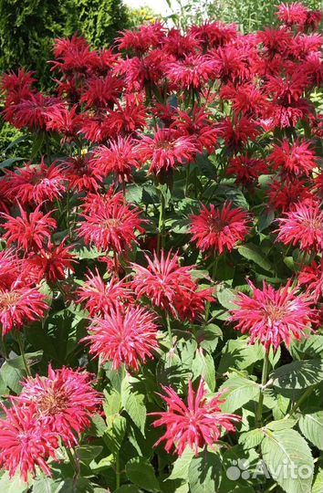 Монарда Скарлет многолетняя