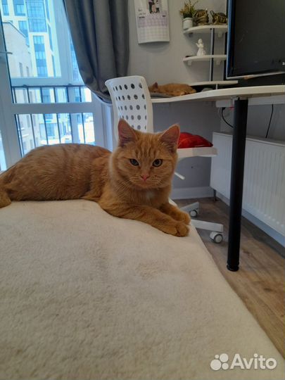 Рыжий котенок