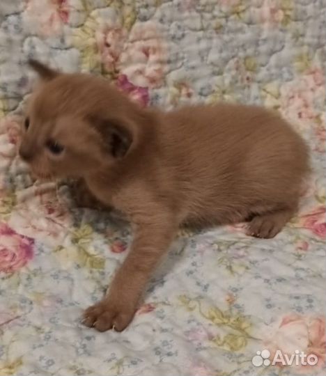 Бурма тайская малыши