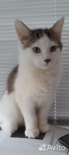 Котенок