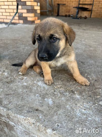 Щенок в добрые руки