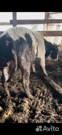 Крс(быки,коровы,телки)