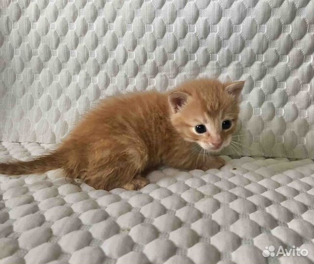 Котята мальчики, 2 месяца