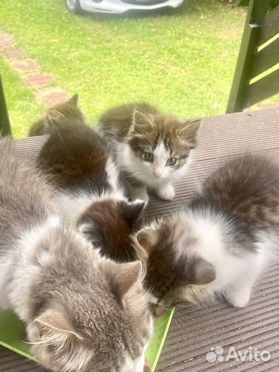 Котята в добрые руки