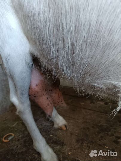 Козочка молодая