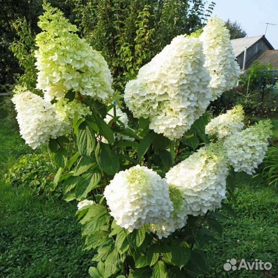 Гортензия Геркулес