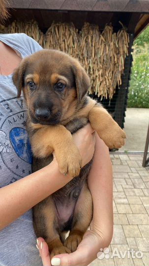 Отдам щенков в добрые руки, метисы немки овчарки