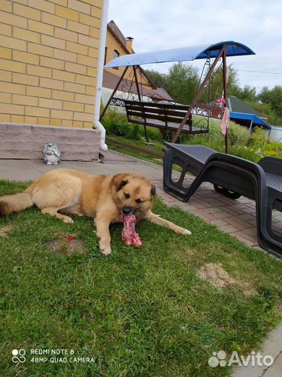 Вязка собака