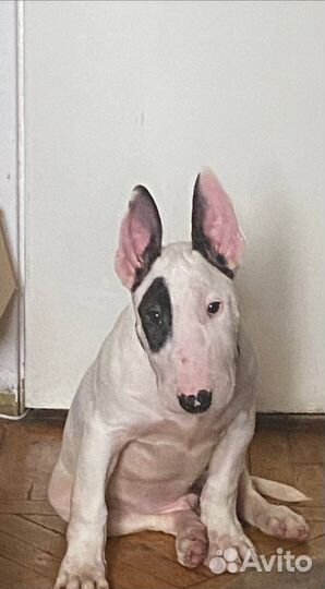 Продам щенка бультерьера
