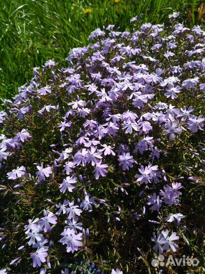 Флокс шиловидный