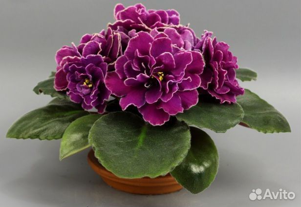 Детки сортовых фиалок