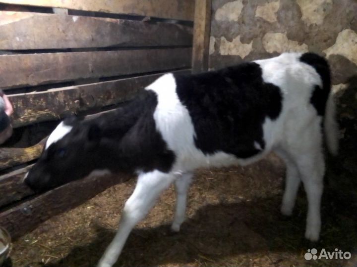 Продам телку