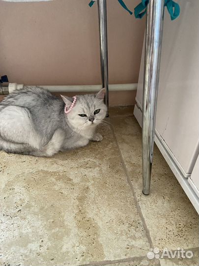 Отдам кошек в добрые руки
