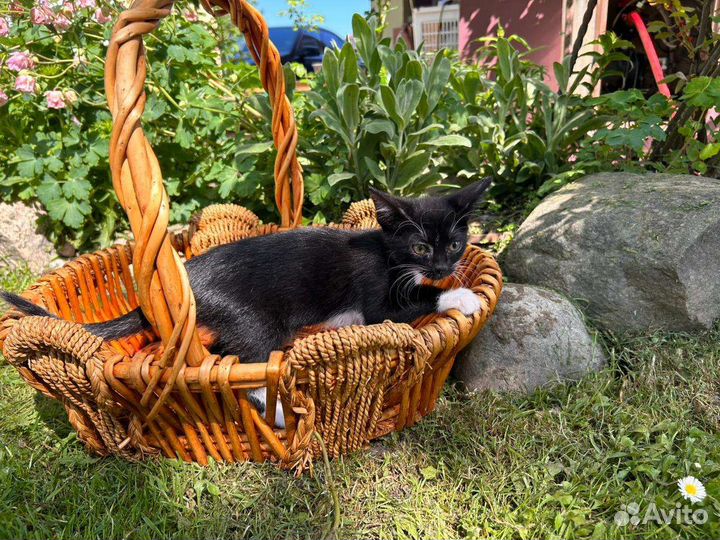 Котята в добрую семью