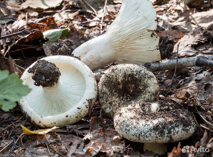 Белые грузди