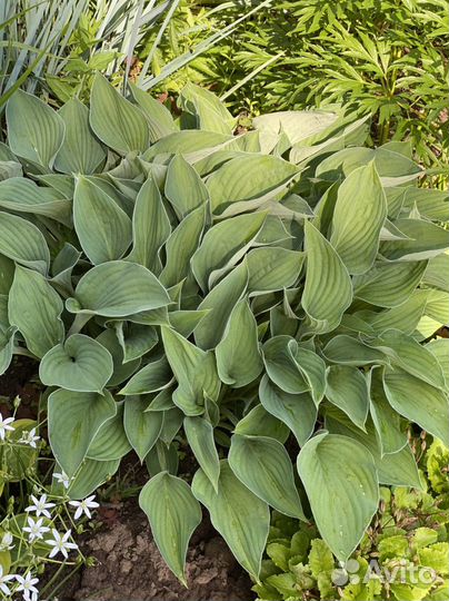 Хоста разных сортов