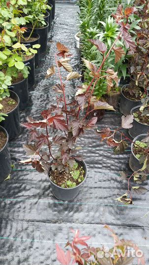 Шалфей,Лаванда, пузереплодник Дьяболо,барбарисы