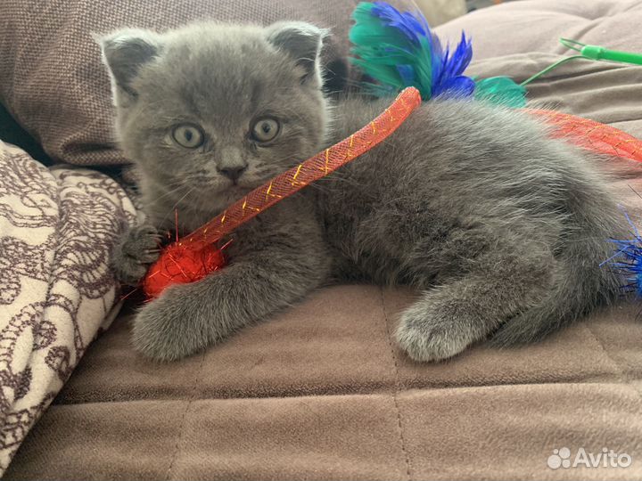 Британские котята