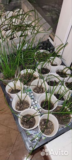 Зефирантес (выскочка) белый, розовый