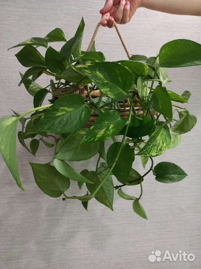 Сциндапсус эпипремнум