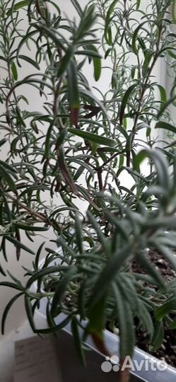 Розмарин в горшке