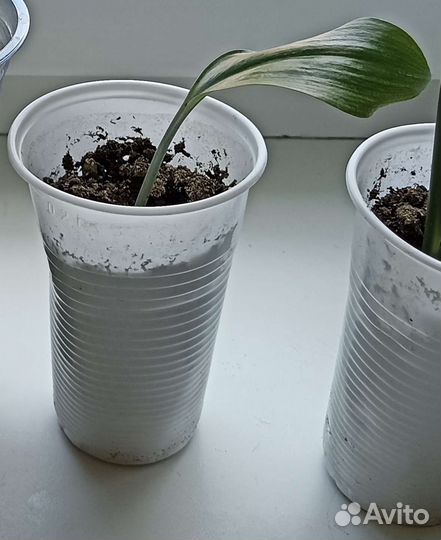 Эухарис, амазонская лилия