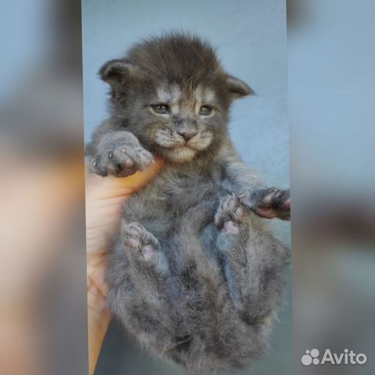 Мейн-кун редкий окрас голубой дым мальчик