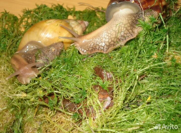 Мох sphagnum для улиток